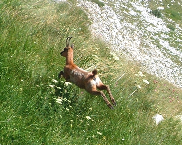 Camoscio d''Abruzzo Rupicapra pyrenaica ornata